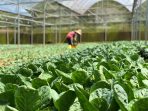 Manfaat Eco Farming untuk Tanaman